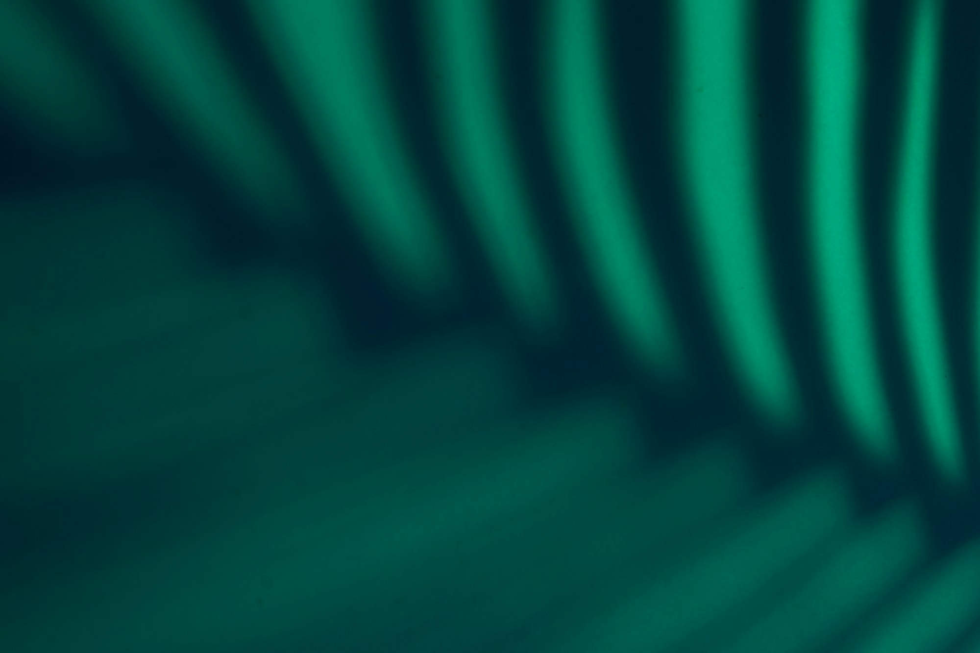 Beautiful monstera leaves shadow colored background in artificial light