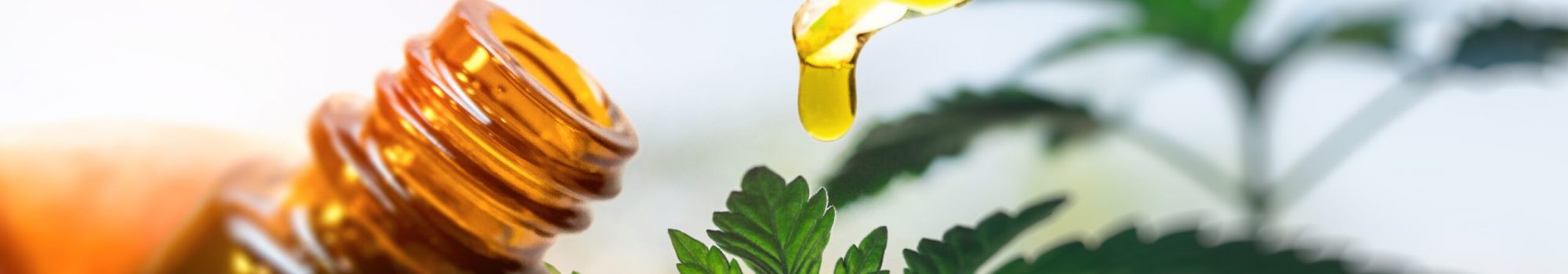 hand-holding-cannabis-cbd-oil-2023-11-27-05-18-50-utc hand-holding-cannabis-cbd-oil-2023-11-27-05-18-50-utc